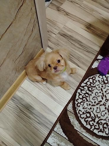 Собаки: Пекинес — 3