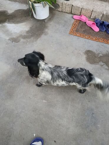 cau cau iti satilir: Koker spaniyel, 2 il, Dişi, Ünvandan götürmə — 5