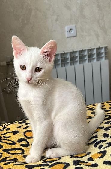 Dişi, Yaxşı əllərə, Pulsuz çatdırılma lalafo.az -da Dişi, Yaxşı əllərə, Pulsuz çatdırılma