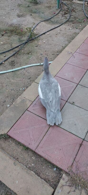 ördək balası və cücə: Muscovy (barbarı) ördəkləri – bala və yeniyetmə yaşda sürü - Rəng — 6