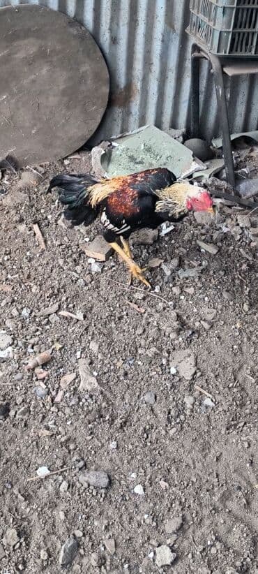 Salam hyrati beçesi satilir 6 ayliqdir cinsdir temiz qandir yaşini