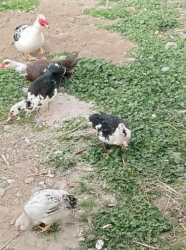 tap az ev itleri: Salam 1 erkey 1 dişidi 5 ayligdilar hele istiyən buyursun — 1