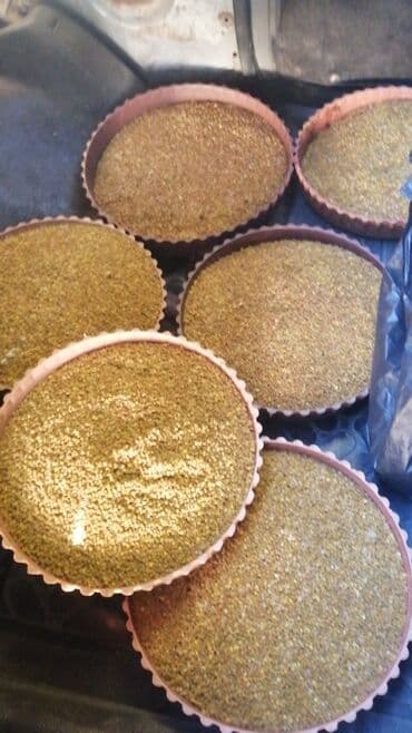 купить аквариум в баку: Arı çiçək tozu. (polen) Çiçək tozunda amin turşuları, proteinlər — 1