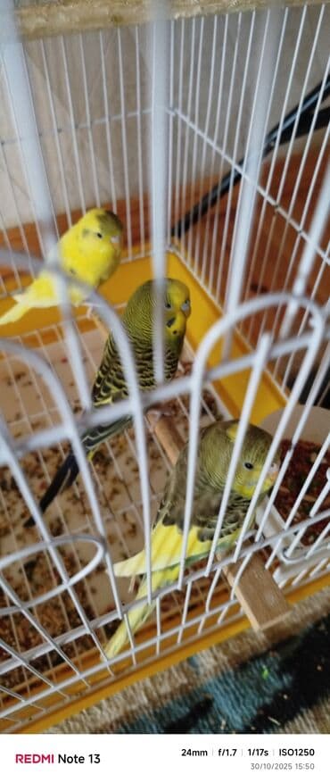 hələb kecilərin qiyməti: Qeyd: Ev şəraitinə tam sağlam vitamin qarışıq yemle boyudulub 5qus — 3