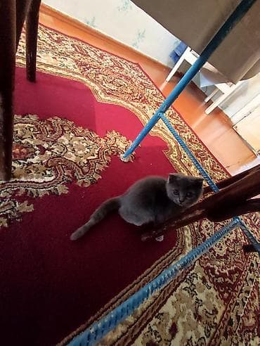 Птицы: Salam. şotlantdi 2 ayligdi su qabi yem qabi, birdə tualetinidə — 3