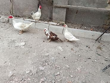 quslar haqqinda melumat: Salam öz qapımın heyvanlarıdı maşallah sağlam heyvanlardı 2 dişi bir — 1
