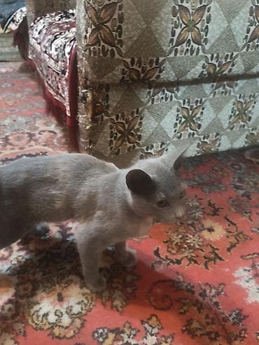 fars pişik: Boz rəngli ev pişiyi - Tük rəngi: vahid boz (açıq-boz çalarlarla) — 4