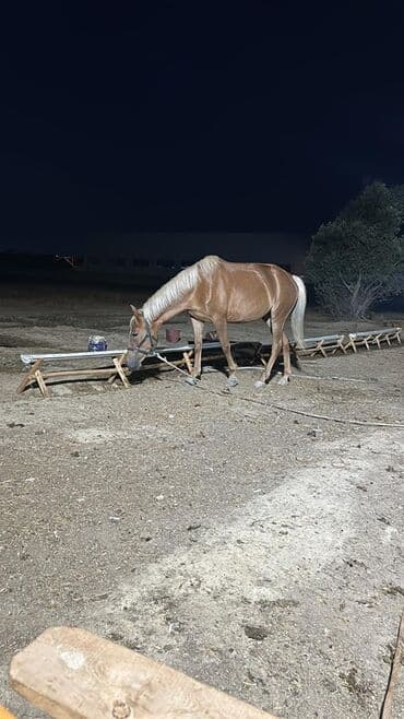 at dayca: Dişi, Qarabag, il: 6 — 1