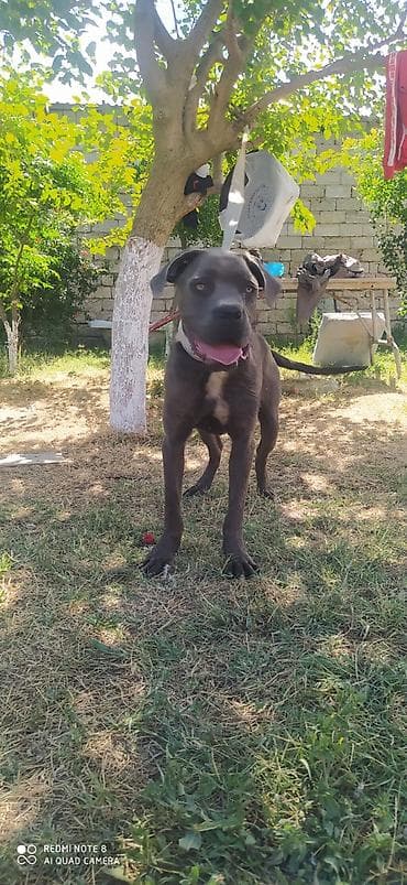 Heyvanlar: Pitbul — 6