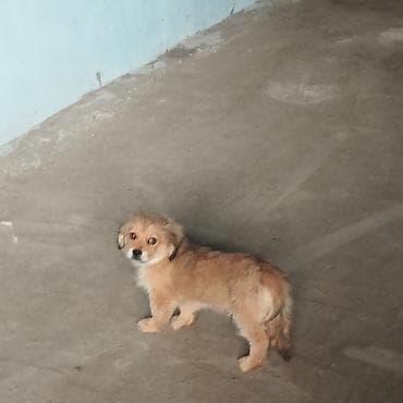 heyvan hekimi: Pekines, 3 ay, Dişi, Ünvandan götürmə, Pulsuz çatdırılma, Rayonlara çatdırılma — 3