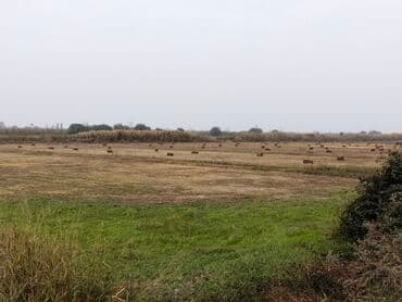 ferma icarəyə verilir: Əkin sahesi 2 hektar,Ərazi Salyan rayonu pambıqkend kendi — 4