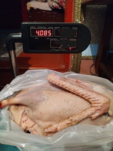 qartal quşu: Kesilmiş təmizlənmiş qaz əti satılır — 1