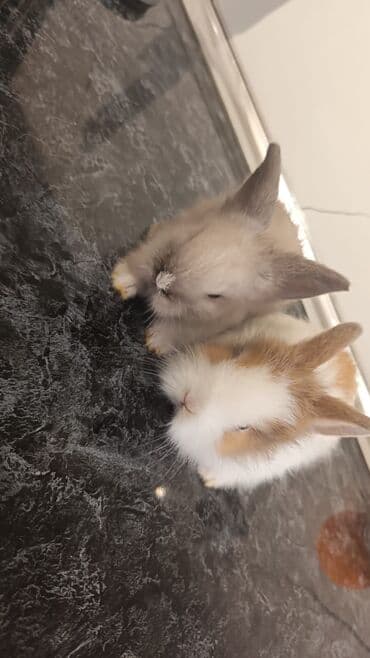 ucuz cuce: Karlik — 2