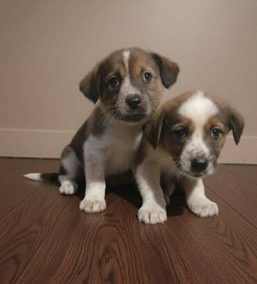 it alqı satqısı: 2 ay, Erkek — 2