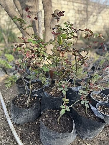 beqonya gulu: Qırmızı qızılgül kolları – torf kisələrində yetişdirilmiş, calaq — 5