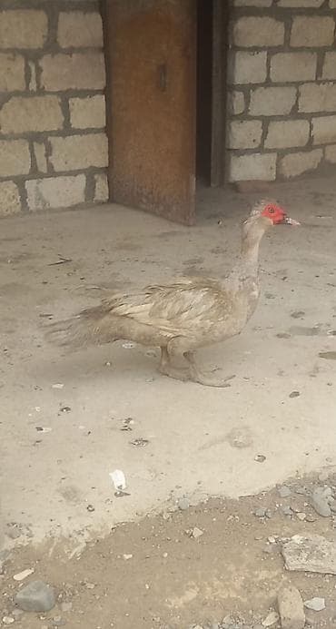 Heyvanlar: Erkək, | Lal ördək, Damazlıq — 3