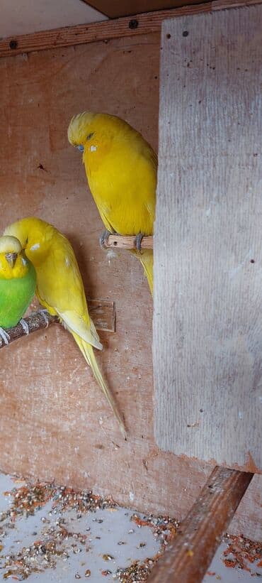 amadin yuvası: Cexlər Təsvir: - Rəng müxtəlifliyi: parlaq limon-sarı (ağ yanaq — 2