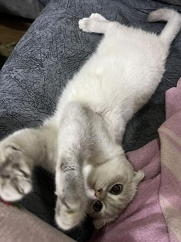 Heyvanlar: Şotland, Dişi, Yaxşı əllərə, Ünvandan götürmə — 5