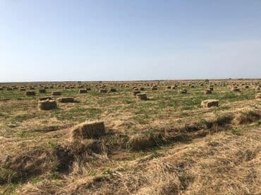 сдается 3 комнатная квартира: 40000 sot, Kənd təsərrüfatı, Mülkiyyətçi, Müqavilə — 10