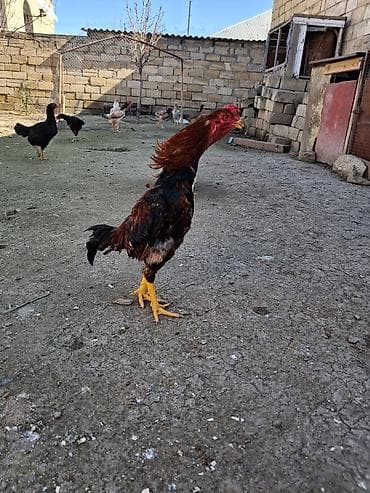 qafqaz coban iti balasi: 9 ayina keçib real alicilar narahat etsin xaiw olunur isteyen tayini — 5