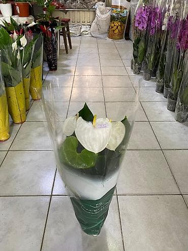 bakida gobelek toxumu: ƏLAQƏ TEL : 050-557-56-51 8 marta özəl yeni hədiyyəlik — 2