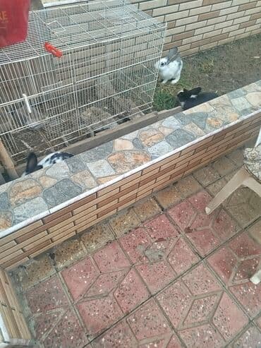 su qabı: Dovşan qəfəsi və dovşanlar - Məhsul: metal qəfəs və bir neçə ev — 3