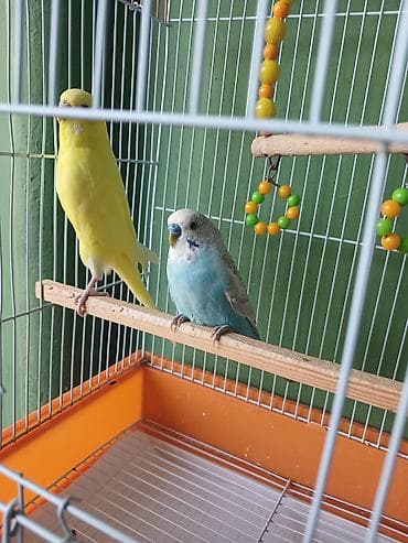 Dalmatin və sarı rəngli iki dalğıç papuqay (büdcəri) ilə birlikdə