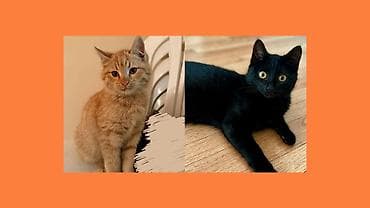 Erkək, Dişi, Yaxşı əllərə — 1