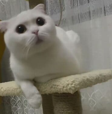 şotland pişiyi nece il yasayir: Şotland yastı qulaq, Erkək — 2