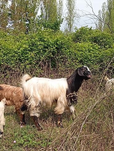simental inek satilir: Salam keçilər kom satılır.Cəmi 8 başdır. 1 ədəd hələbdən dönmə 1 — 5