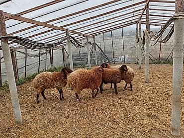 Dişi, Qala, il: 1, 50 kq, Damazlıq, Ünvandan götürmə