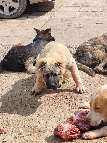 it oyuncaqlari: Qafqaz çoban iti, Peyvəndli — 2