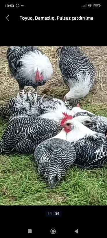 Inəklər, öküzlər: Toyuq, Damazlıq, Ödənişli çatdırılma — 10