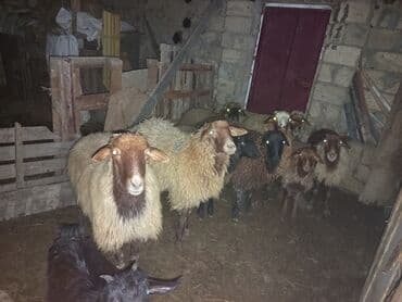 Pişiklər: Erkək, il: 1, 45 kq, Ətlik, Ünvandan götürmə — 2