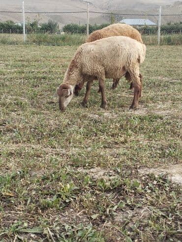 cins ineklerin satisi: Erkək toğlular satılır .razılaşma yolu var — 2