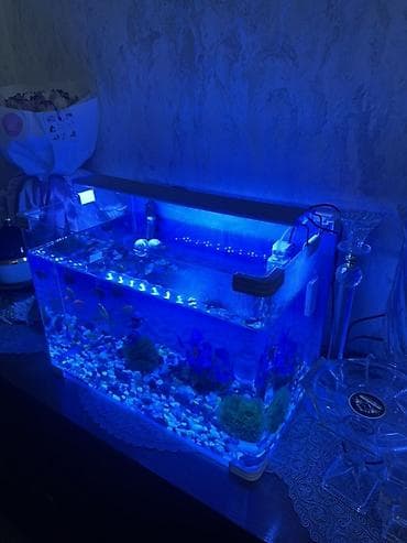 akvar: LED işıqlı akvarium komplekti - Şəffaf şüşə akvarium, düzbucaqlı — 1