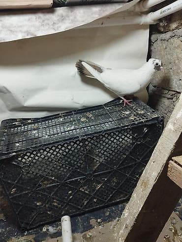 göyercin yuvası: Reyal aliciyla Qiymet Munasib Olunacaq wacapda eleqe saxla - Növ: ev — 7