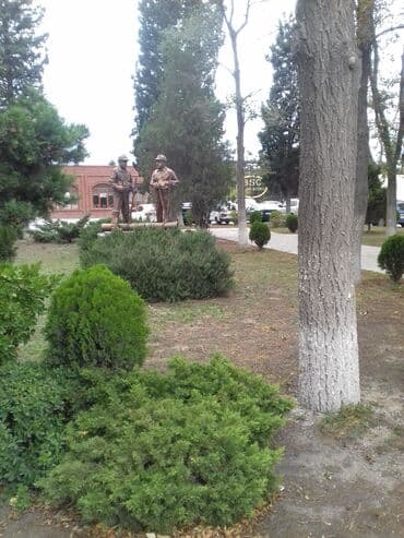 алоэ гулунун дарылык касиети: Bitki: Yucca (yucca filamentosa tipli dekorativ kserofit) Təsvir: - — 4