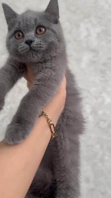 Britan, Dişi, Yaxşı əllərə, Ödənişli çatdırılma lalafo.az -da Britan, Dişi, Yaxşı əllərə, Ödənişli çatdırılma