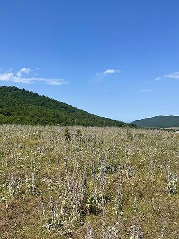 goradilde torpaq: 12 sot, Tikinti, Mülkiyyətçi, Kupça (Çıxarış), Bələdiyyə, Texniki pasport — 10