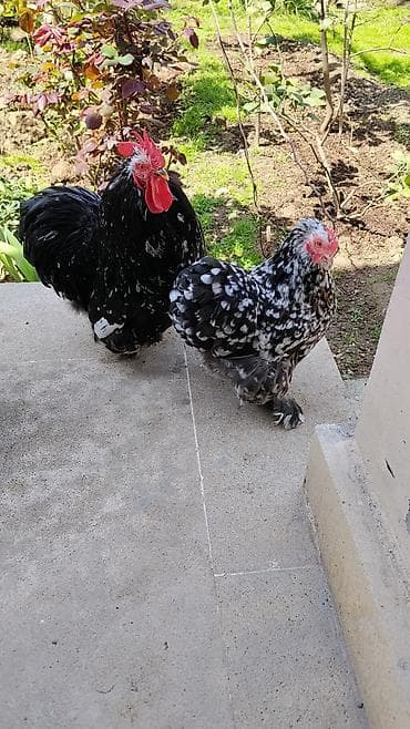 Куры: Курица, Для разведения — 2