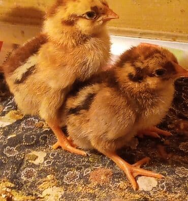 ordek balasi nece gune cixir: Red Viandot toyuq cinsinin çüçələri. Çüçələr 5 günlükdür tam saglam — 2