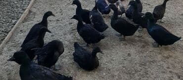 pinqvin ördək: Kayuqa ördəkləri, orjinal sort.Barter də olar. Saxlamaq üçün hazır — 3