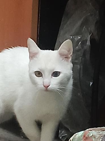 Yaxşı əllərə