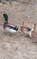 ördək balası və cücə: Dişi, | Kuban, Damazlıq, Pulsuz çatdırılma — 5