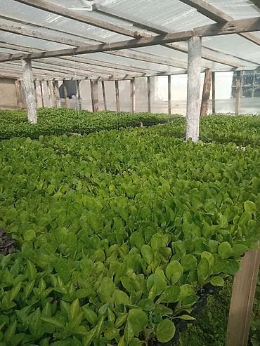 palcıq şiti: Istixana yetişdirilməsi – tərəvəz tingləri Məhsul: istixanada — 2