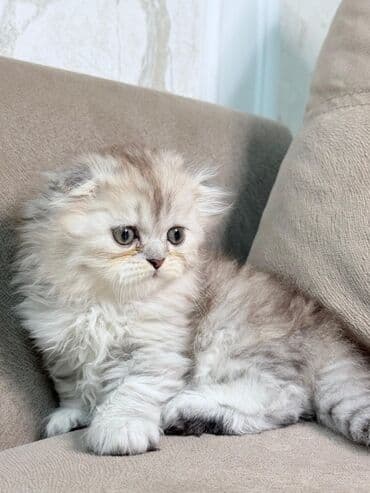 шиншилла кошка цена: Шиншилла, Самка — 8