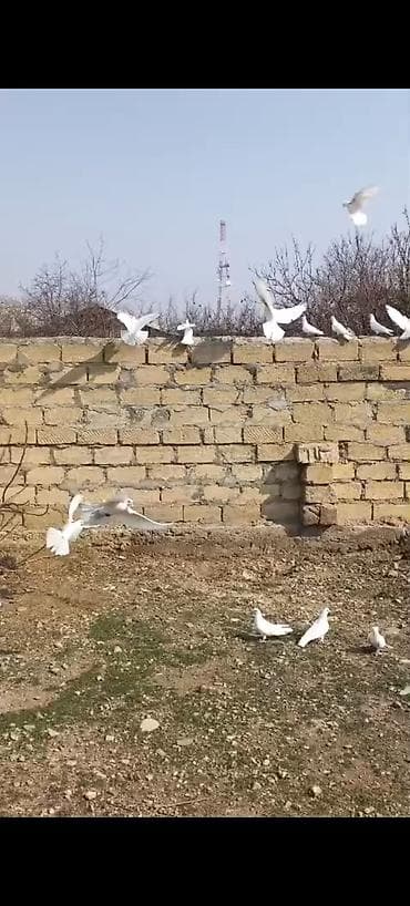 dekarativ quslar: Salam aleykum 30 dene təmiz ağlar 12 tük 1 nəsil tərgizmə kom 300 — 3