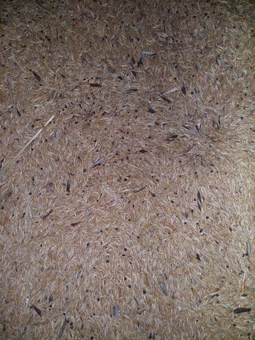 Bitkilər: Məhsul: Düyü qabığı (qabıq/çıxıntı – rice husk) velenvir Təsvir: - — 2