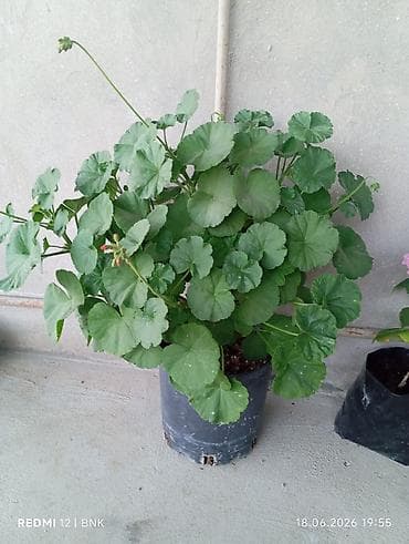 Pelargonium (muşamba/geran) saksı bitkisi - Növ: Pelargonium zonale